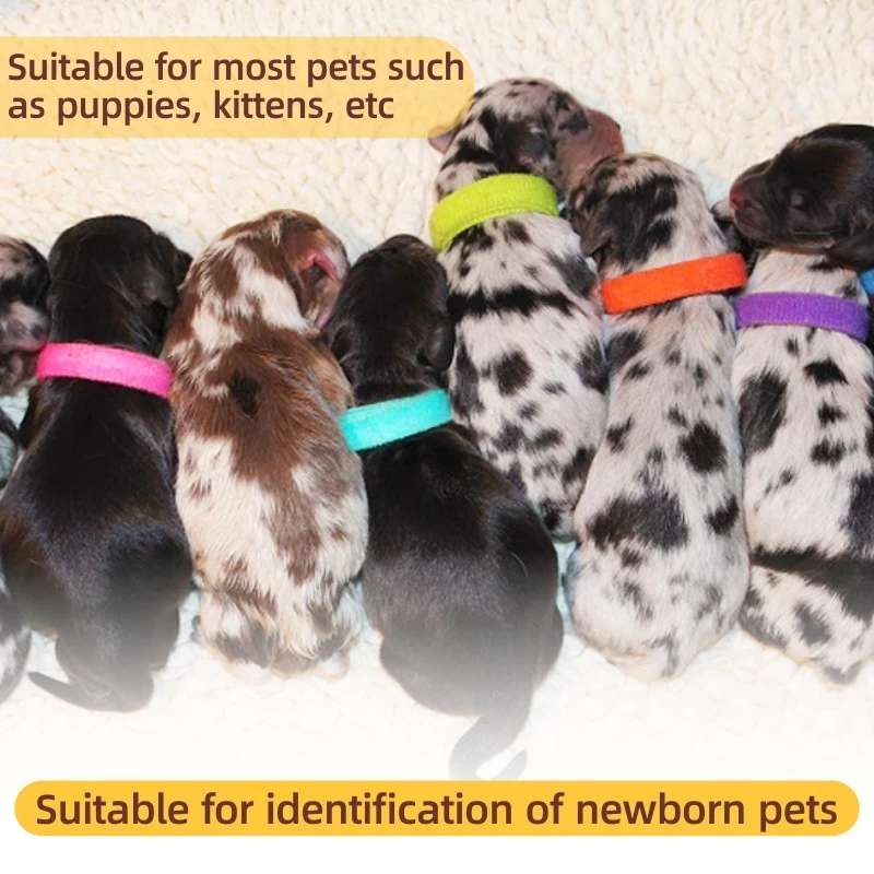 Collari di ID cucciolo di nuova progettazione Collar di identificazione regolabile per PET per PET
