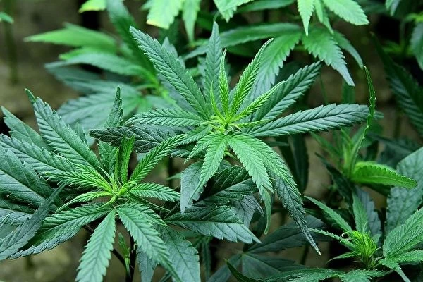 L'industrie de la marijuana en Californie tombe en crise
