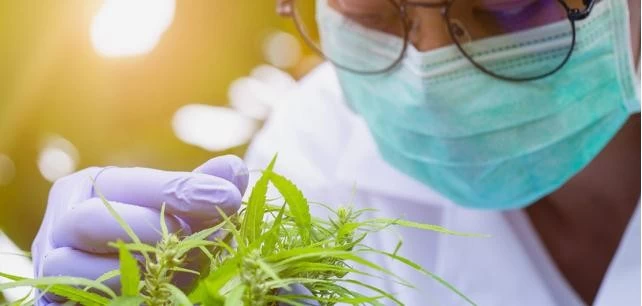 Colorado approved the first cannabis degree program