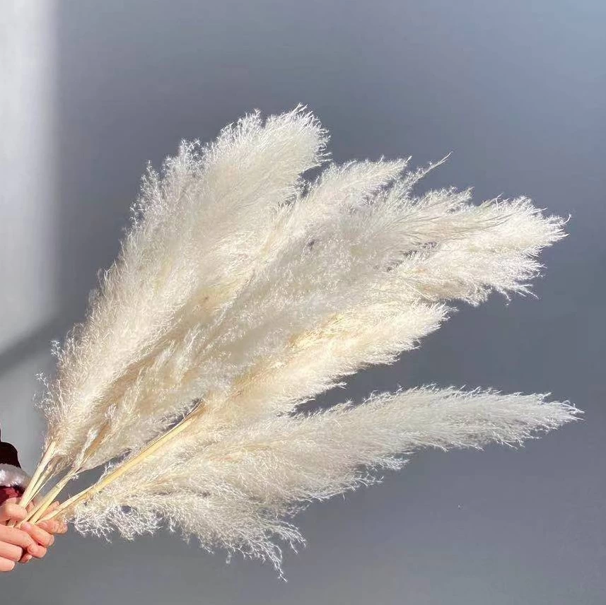 China White grey pink 100cm 120cm 150cm dried flowers large natural pampas grass manufacturer