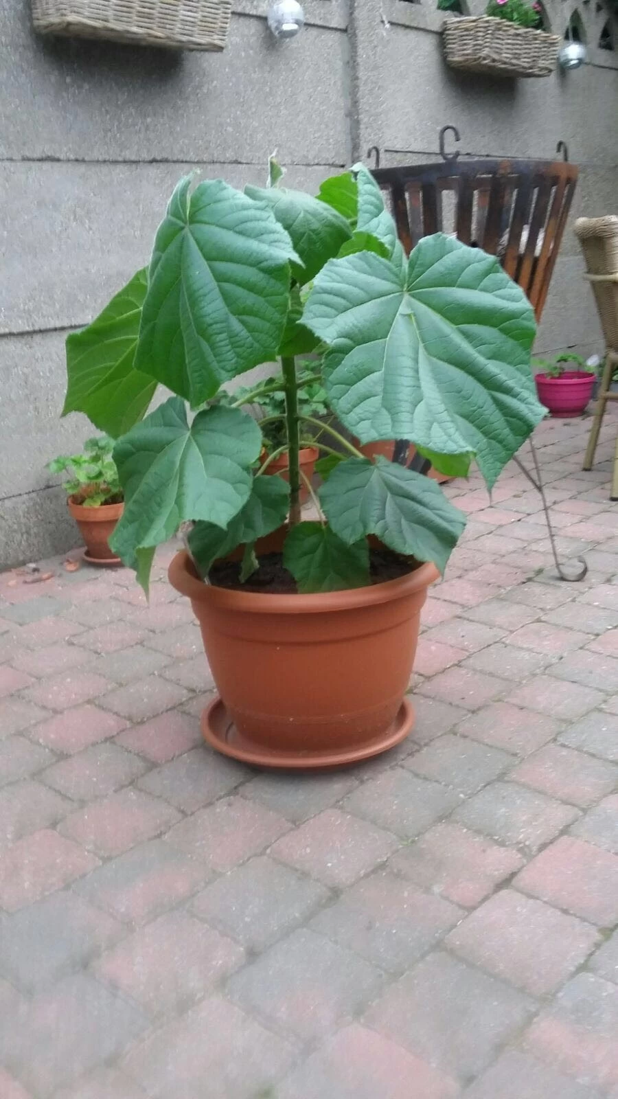 paulownia seeds seedlings