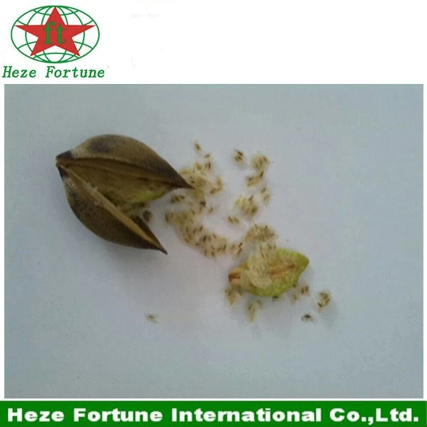 China Fresh paulownia elongata seeds for breeding seedling manufacturer