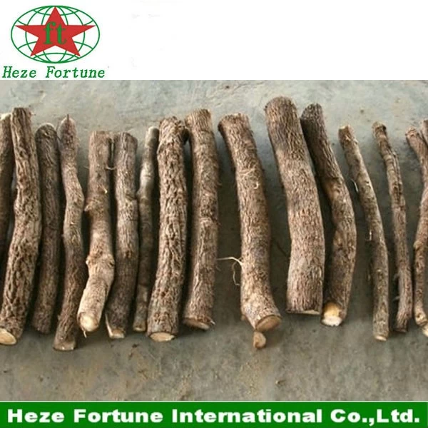 चीन Hybrid 9501 paulownia roots cutting for planting उत्पादक