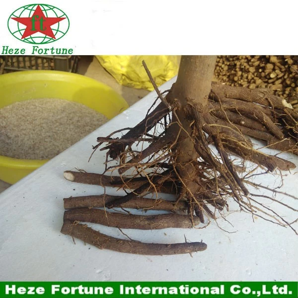 China Hybrid paulownia shan tong roots stumps manufacturer
