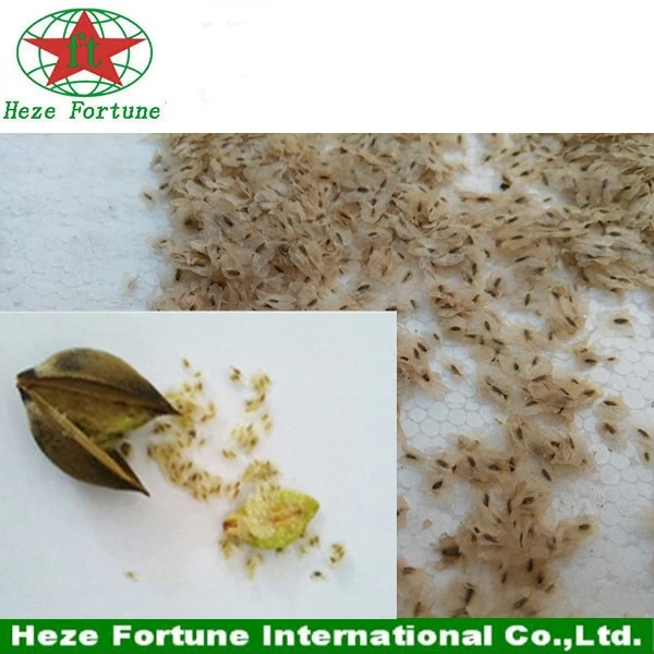 Chine Graines de Paulownia elongata avec certificat phytosanitaire fabricant