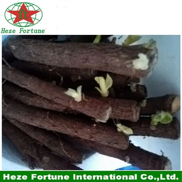 China Paulownia shan tong Wurzeln zum Anpflanzen Hersteller
