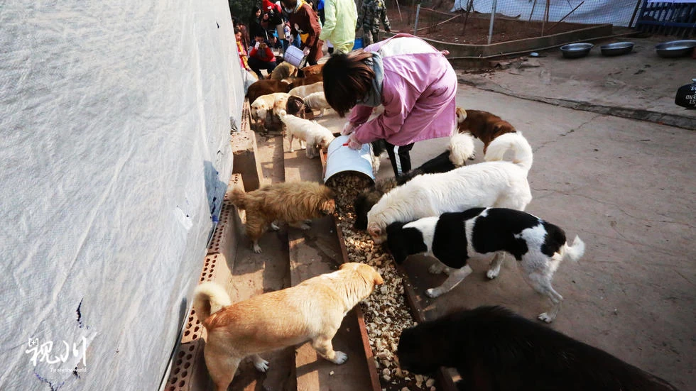 China 5,000 stray cats and dogs will be given a kilo of chicken in chengdu manufacturer