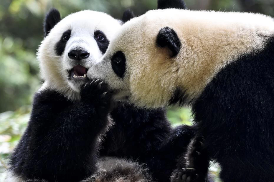 China Guangzhou giant panda twins began to live independently manufacturer
