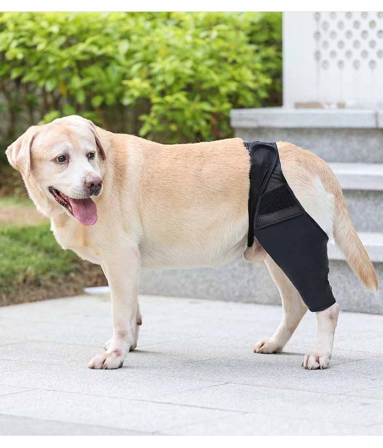 DOGLEMI Back Brace for Dogs With IVDD - Crawlpaw