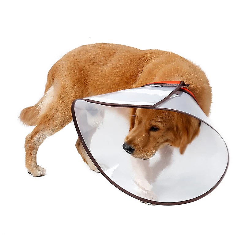 Cone protector outlet for dogs