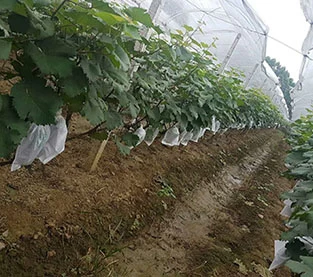 Fruit Protection Bag Factory, Grape Protection Bag On Sales, Non Woven Protection Bag Manufacturer