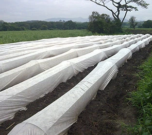 China Agricultural Nonwovens Greenhouses Supplier, Agricultural Nonwovens Greenhouses Factory, Non Woven Mulch Wholesale