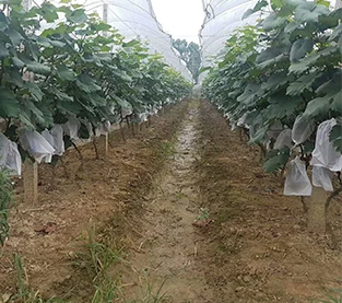 China Agricultural Fruit Bag Wholesale, Grape Protection Bag Factory, Non Woven Grape Bagging Vendor