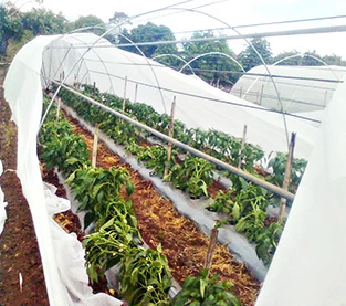 China PP Spunbonded Nonwoven Fabric Manufacturer, Agricultural Nonwovens Greenhouses On Sales, Non Woven Mulch Wholesale