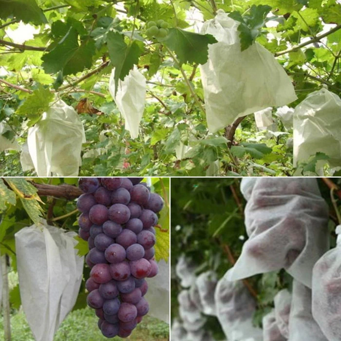 Fruit Growing Bags Company, Promotion And Protection Fruit Growing Bags, Fruit Protection Bags Vendor In China