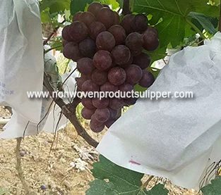 Non Woven Fruit Bag Supplier, Non Woven Grape Bagging Vendor, Protection Bagging On Sales
