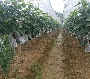 Fruit Protection Bag Factory, Grape Protection Bag On Sales, Non Woven Protection Bag Manufacturer