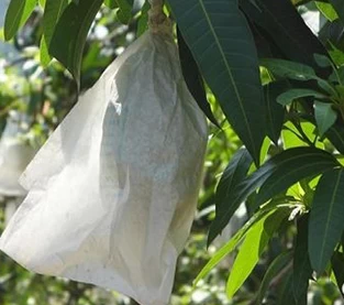 Fruit Non Woven Bag Factory, China Spunbond Non Woven Bag Wholesale, Non Woven Dustproof Bag Manufacturer