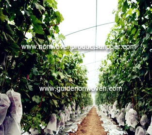 China How the agricultural greenhouse should be managed in the autumn and winter season？ manufacturer