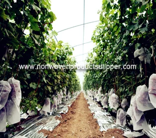 中国 农业无纺布是否在蔬菜生产中使用得很高？ 制造商