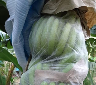 China Quais são os benefícios dos sacos de fruta não tecidos? fabricante