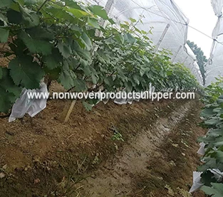 China What are the reasons for supporting fruit bagging? manufacturer