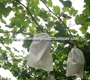 China What are the benefits of fruit bagging? manufacturer