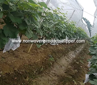 China Do you know the method of loquat non woven bagging? manufacturer