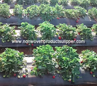 China Technische Punkte von Vliestüten von Erdbeeren Hersteller