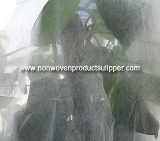 China PP Non Woven Vegetable Insulation Is Greatly Improved manufacturer