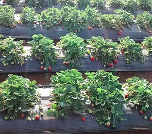 China Do you know that non-woven soilless strawberry? manufacturer