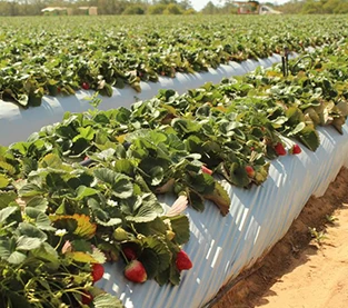 China Using Non Woven Cloth In Orchard Is Better manufacturer