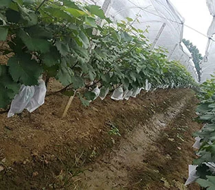 China What is the role of non-woven bagging? manufacturer