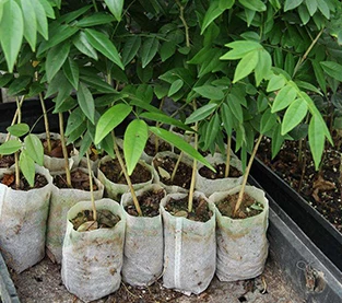 China Why non-woven containers are significantly better than plastic containers？ manufacturer