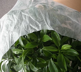 China Citrus Winter Cold Non-woven Fabric manufacturer