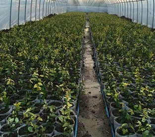 China What are the advantages of non-woven tree planting bags? manufacturer