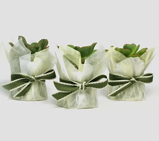 China Vasos de flores não tecidos e carnudos são um bom parceiro fabricante