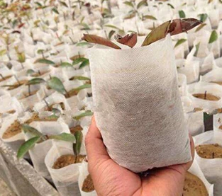 中国 不織布苗袋はパッションフルーツの苗の成長に影響を与えますか？ メーカー