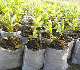 Китай Войлочные мешки для растений играют большую роль в росте растений производителя