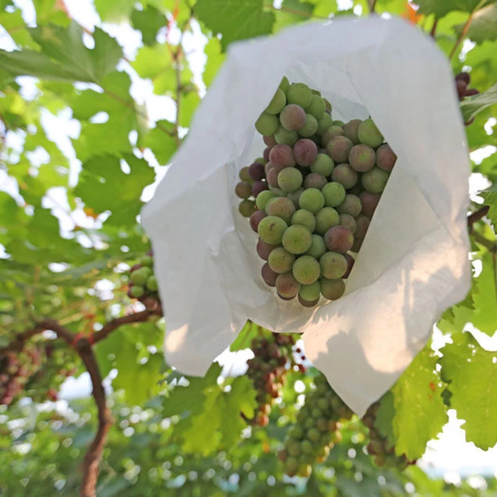 China Non Woven Grape Bagging Wholesale Polypropylene Non Woven Spunbond Material Fruit Protect Bags manufacturer