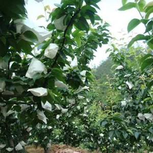 China Mango Covering Bags Factory, Agricultural Use Mango Covering Bags, Mango Protection Bags Supplier In China manufacturer