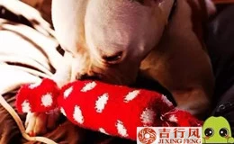 Socks Toy Story –Pet toys