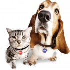 porcelana Etiqueta de perro NFC programable al por mayor con un código QR único en código diferente para la identificación de mascotas fabricante