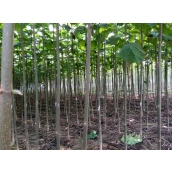 China Schnell wachsende Paulownia Hybrid 9501 Wurzel für Holz Hersteller