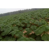 China Am schnellsten wachsende Paulownia 9501 Wurzel PH 6-8 Hersteller