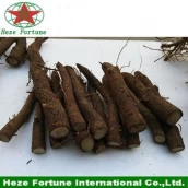 China Top growing rate best species hybrid 9501 roots cutting for germination Hersteller