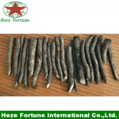 Chine Gros paulownia hybride 9501 graines coupe de racines fabricant