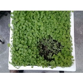 China 2023 fresh paulownia seeds kiri seeds on sale manufacturer