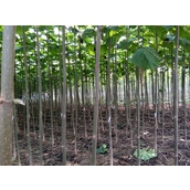 China Fast growing paulownia hybrid 9501 root for wood manufacturer