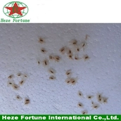 China Fresh paulownia shan tong seeds for breeding manufacturer